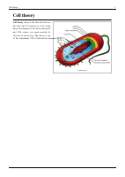 Wiki-Cell-Theory.pdf
